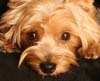 Yorkshire Terriers: image 10 0f 24 thumb
