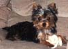 Yorkshire Terriers: image 13 0f 24 thumb