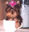 Yorkshire Terriers: image 14 0f 24 thumb