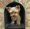 Yorkshire Terriers: image 15 0f 24 thumb