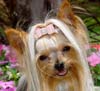 Yorkshire Terriers: image 16 0f 24 thumb