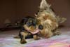 Yorkshire Terriers: image 17 0f 24 thumb