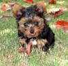 Yorkshire Terriers: image 18 0f 24 thumb