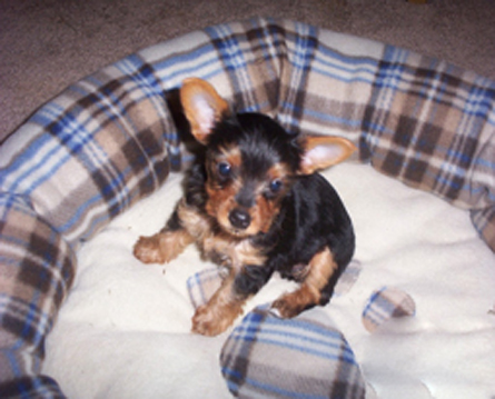 Photo of a yorkshire terrier puppy