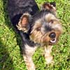 Yorkshire Terriers: image 21 0f 24 thumb