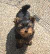 Yorkshire Terriers: image 22 0f 24 thumb