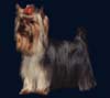 Yorkshire Terriers: image 23 0f 24 thumb