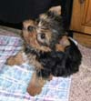 Yorkshire Terriers: image 24 0f 24 thumb