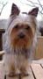 Yorkshire Terriers: image 2 0f 24 thumb