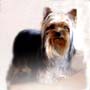 Yorkshire Terriers: image 3 0f 24 thumb