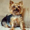 Yorkshire Terriers: image 5 0f 24 thumb