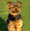 Yorkshire Terriers: image 6 0f 24 thumb