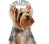 Yorkshire Terriers: image 7 0f 24 thumb