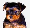 Yorkshire Terriers: image 8 0f 24 thumb