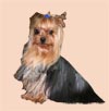 Yorkshire Terriers: image 1 0f 24 thumb
